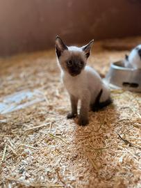 Cucciolo di gatto siamese