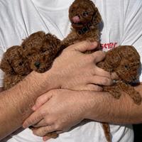 Barboncini Red toy con pedigree