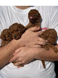 Barboncini Red toy con pedigree