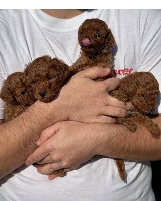 Barboncini Red toy con pedigree