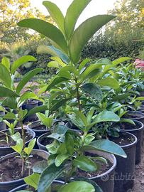 siepi da giardino siepe viburno lucido