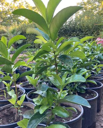 siepi da giardino siepe viburno lucido