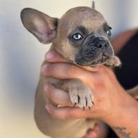 Cucciolo Bulldog Francese