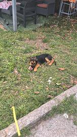 cucciolo di rottweiler x pastore tedesco