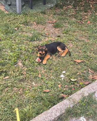 cucciolo di rottweiler x pastore tedesco