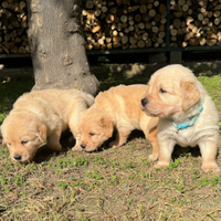 Allevamento amatoriale Golden retriever