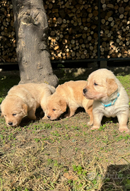 Allevamento amatoriale Golden retriever