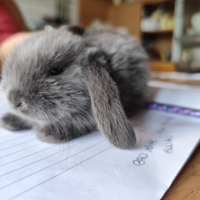 Cuccioli di coniglietti ariete nani