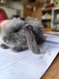 Cuccioli di coniglietti ariete nani