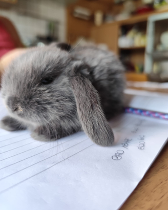 Cuccioli di coniglietti ariete nani