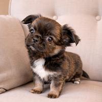 Chihuahua maschietti piccoli stupendi belli