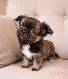 Chihuahua maschietti piccoli stupendi belli