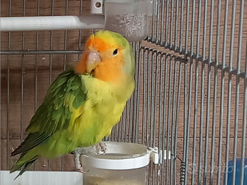 Inseparabile maggiorato