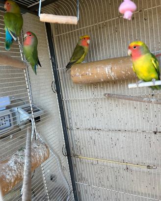 Pappagalli inseparabili singoli e coppie produ