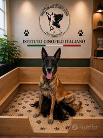 Cuccioli pastore belga malinois con pedigree