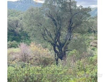 Terreno Agricolo Gonnosfanadiga [A173541]