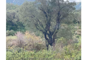 Terreno Agricolo Gonnosfanadiga [A173541]