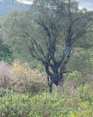 Terreno Agricolo Gonnosfanadiga [A173541]
