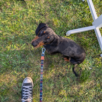 Bassotto nano per accoppiamento