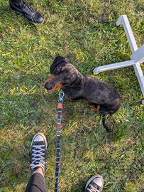 Bassotto nano per accoppiamento