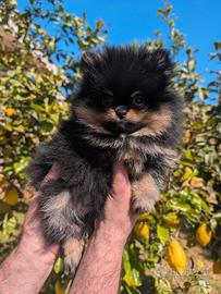 Cucciolo Spitz tedesco nano Pomerania