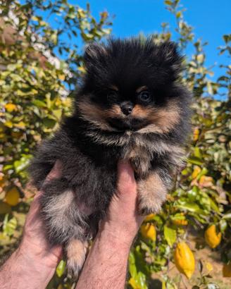 Cucciolo Spitz tedesco nano Pomerania