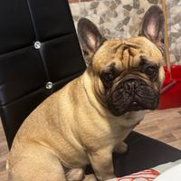 Bulldog francese per monta
