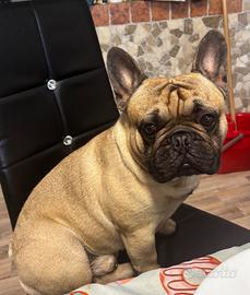 Bulldog francese per monta