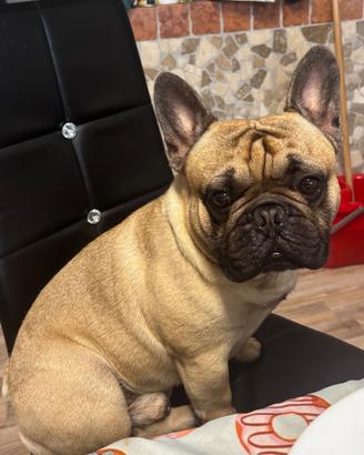 Bulldog francese per monta