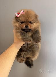 Spitz pomerania TOY CUCCIOLO 2 MESI orange
