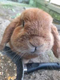 Coniglio ariete maschio