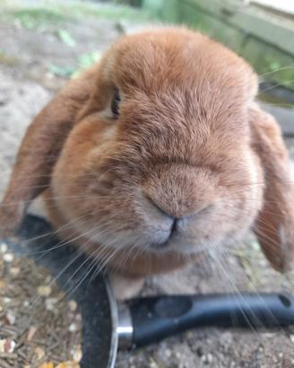 Coniglio ariete maschio