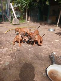 Cucciolata di segugio bavarese (3 RIMASTI)