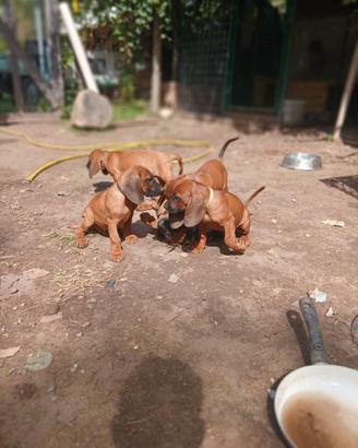 Cucciolata di segugio bavarese (3 RIMASTI)