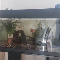 ACQUARIO 