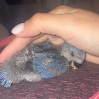 Pappagalli inseparabili allevati a mano (PA)