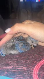 Pappagalli inseparabili allevati a mano (PA)