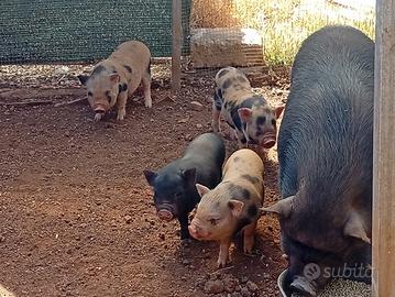 Mini Pig