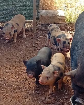 Mini Pig