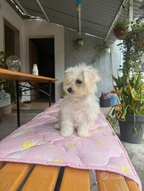Bichon A Poil Frise