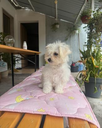 Bichon A Poil Frise