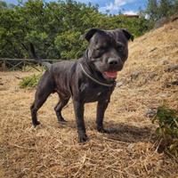 Staffy per monta con pedigree