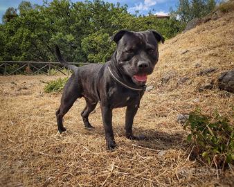 Staffy per monta con pedigree