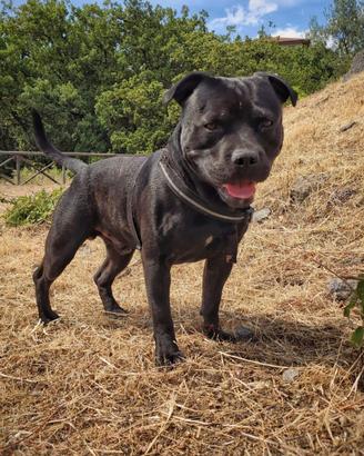 Staffy per monta con pedigree