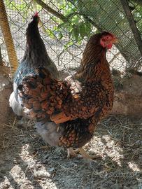 Wyandotte gallina