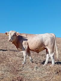 Toro