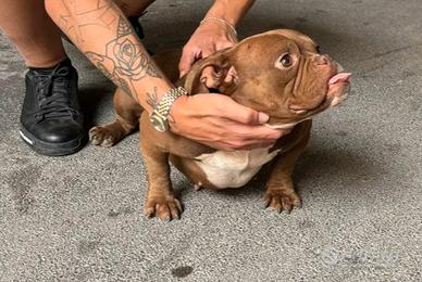 American Bully micro exotic 2 anni sterilizzata