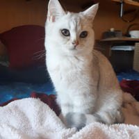 Cucciolo British Shorthair