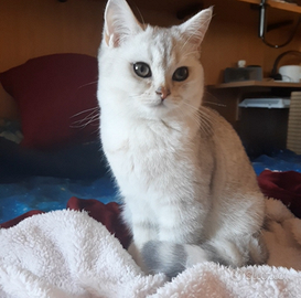 Cucciolo British Shorthair