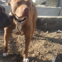 Pitt bull
